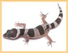 0 2 Mack Snow het Tremper poss. Giant
