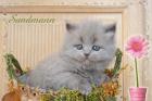 Highlander m. P. suchen Adoptiveltern